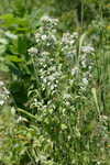 Loomis' mountainmint